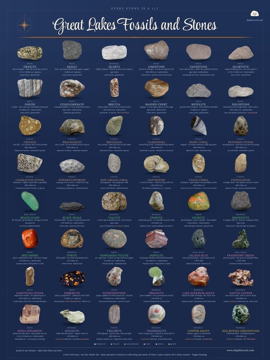 Field Guide, actual specimens, 18x24 poster
