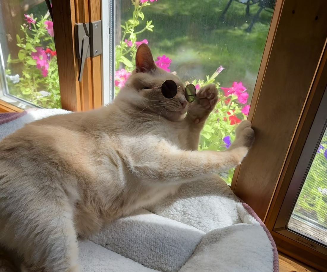 Calvin wearing sunglasses in the window