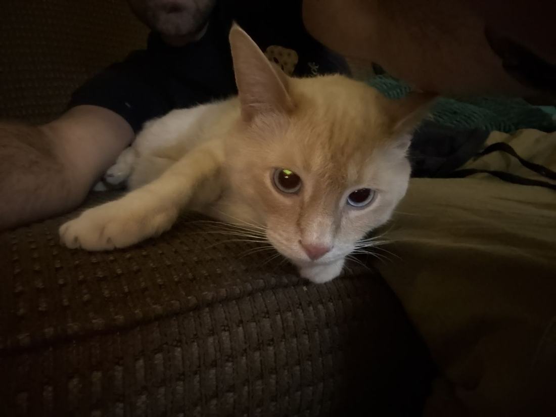one of the cats holding down the couch
