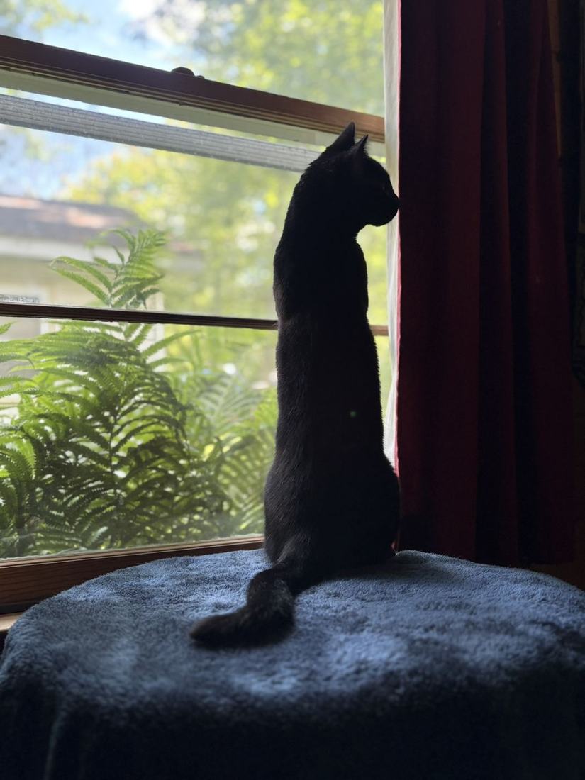 Lucy watching the yard from the window