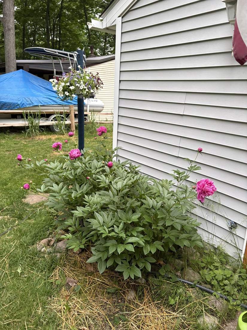 peonies beside the cabin