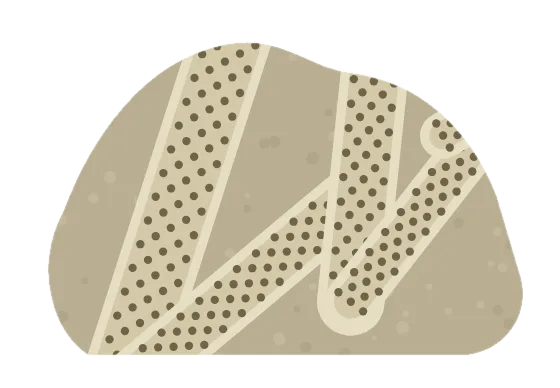 bryozoan, drawn