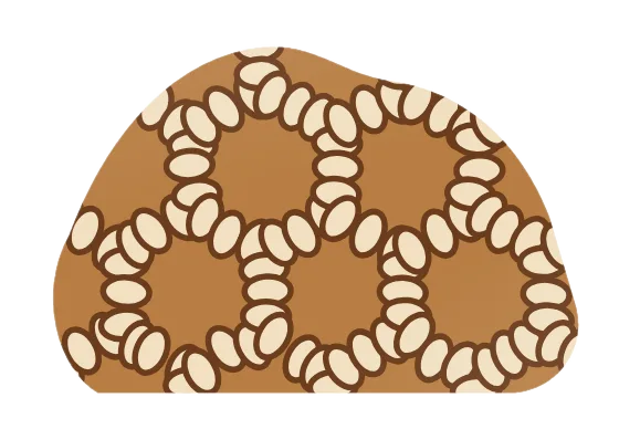 chain coral, drawn