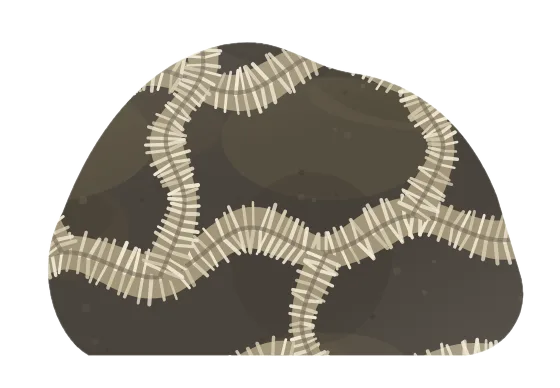 cladopora, drawn