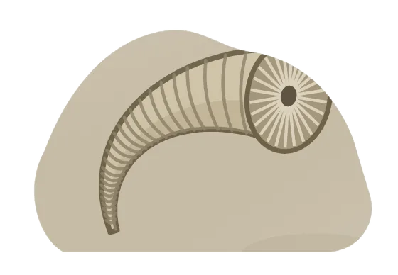 horn coral, drawn