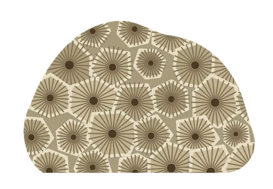 petoskey stone, drawn