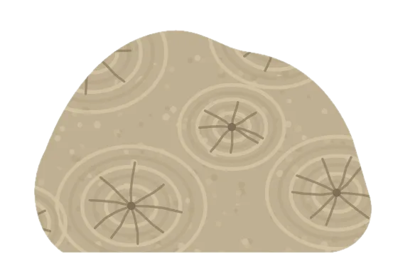 stromatoporoid, drawn