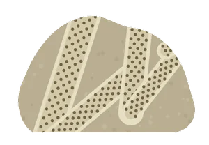 bryozoan