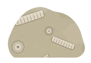 crinoid