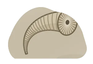 horn coral