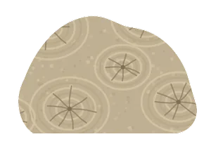 stromatoporoid