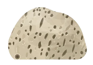 tabulate coral