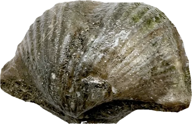 brachiopod, photographed