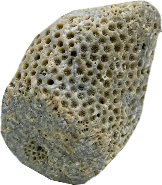 bryozoan, photographed