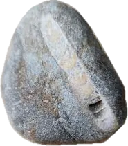 cephalopod, photographed