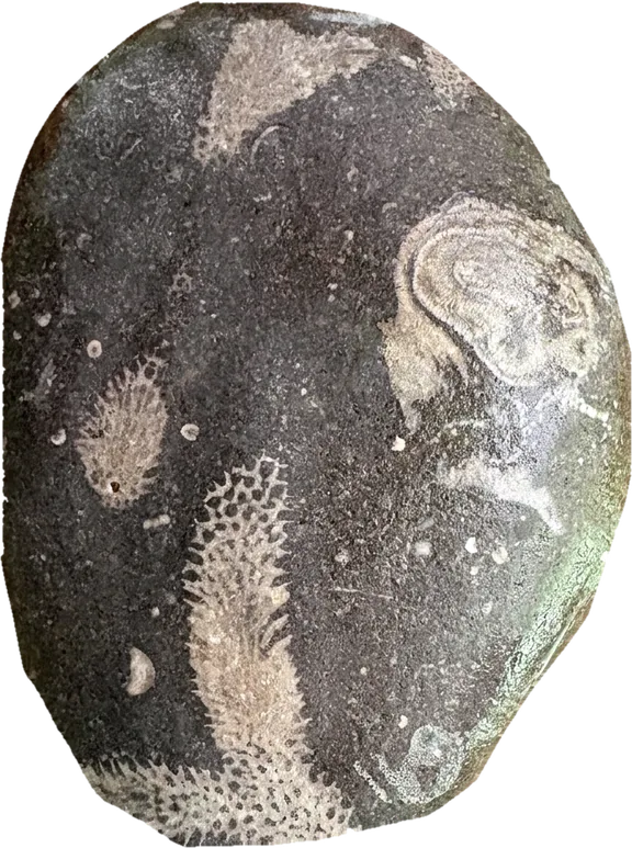 cladopora, photographed
