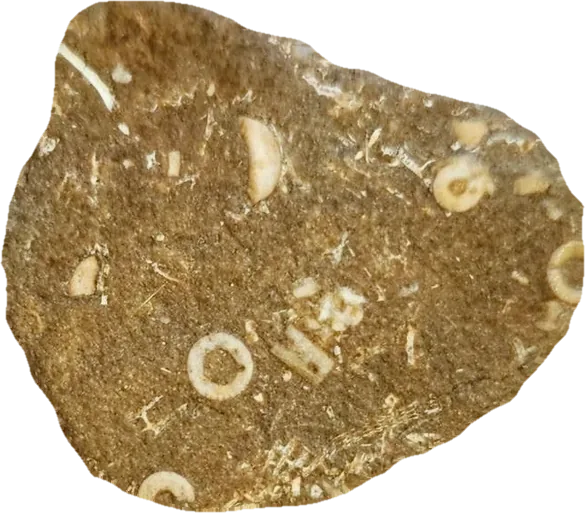 crinoid, photographed