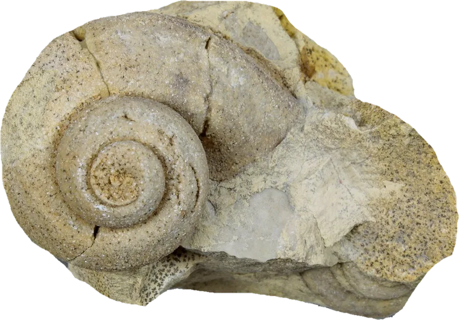 gastropod, photographed