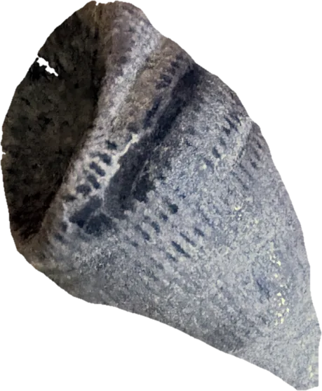 horn coral, photographed
