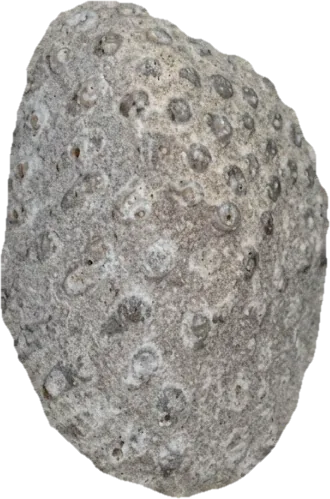 syringopora, photographed