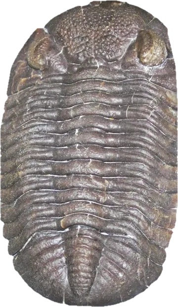trilobite, photographed