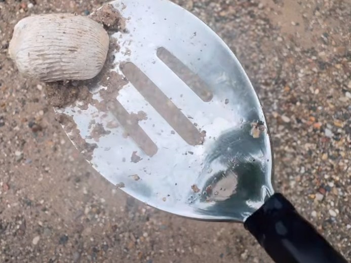 The Rock Spoon head with a fossil just lifted out of the sand